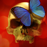 Buy canvas prints of  SKULL AND BUTTERFLY by paul willats