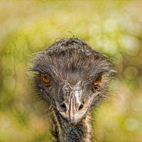 Buy canvas prints of  AUSTRALIAN EMU by paul willats