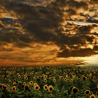 Buy canvas prints of  SUNFLOWERS by paul willats