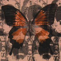 Buy canvas prints of BUTTERFLY  by paul willats