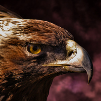 Buy canvas prints of  EAGLE by paul willats