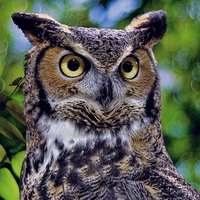 Buy canvas prints of GREAT HORNED OWL by paul willats