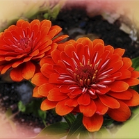 Buy canvas prints of  ORANGE ZINNIA FLOWERS by paul willats