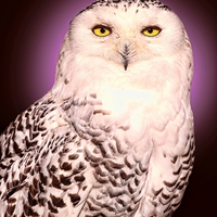 Buy canvas prints of  SNOWY OWL by paul willats