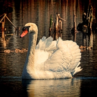 Buy canvas prints of  Mute Swan At Sunset by paul willats
