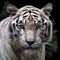 Buy canvas prints of WHITE TIGER  by paul willats