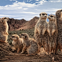 Buy canvas prints of MEERKAT FAMILY  by paul willats