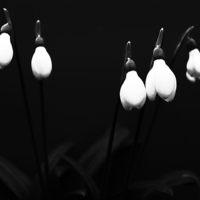 Buy canvas prints of  Snow drops in the garden by Ian Hides