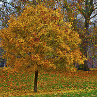Buy canvas prints of  Autumn in the Park by Ian Danbury