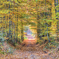 Buy canvas prints of  Autumn Woodland by Ian Danbury