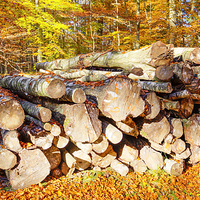 Buy canvas prints of  Logs in the Woods by Ian Danbury