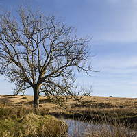 Buy canvas prints of  Dartmoor Tree by Ian Danbury