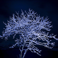 Buy canvas prints of Snow Tree by Ian Danbury