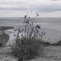 Buy canvas prints of  Bluebells on Holy Island by Robert Whitehead