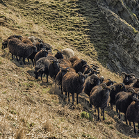 Buy canvas prints of  Black Sheep on the North Devon Cliffs by Brian Garner