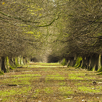 Buy canvas prints of  Avenue of Trees by Brian Garner
