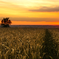 Buy canvas prints of  Sunset over the Wheat by Brian Garner