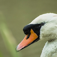 Buy canvas prints of  Swan on the Grantham Canal by Brian Garner