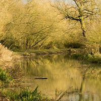 Buy canvas prints of  Golden Hour on the Grantham Canal by Brian Garner