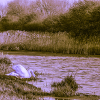 Buy canvas prints of  Swan on the Grantham Canal by Brian Garner