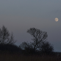 Buy canvas prints of  Moons Rise Over the Gratham Canal by Brian Garner