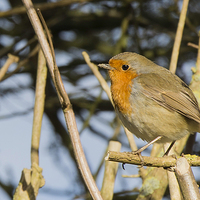Buy canvas prints of  Robin in the Trees (tight crop) by Brian Garner