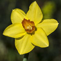 Buy canvas prints of  Daffodil in the Sun by Brian Garner