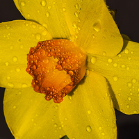Buy canvas prints of  Daffodil after the rain by Brian Garner