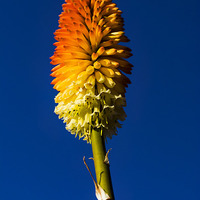 Buy canvas prints of  Kniphofia Tawny King (Red Hot Poker by Brian Garner