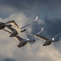Buy canvas prints of Swans in Flight by Brian Garner