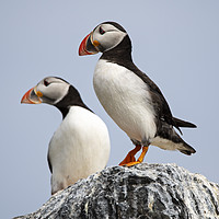 Buy canvas prints of Puffin on Rock by Brian Garner