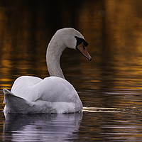 Buy canvas prints of Swan in the Sunset by Brian Garner