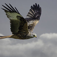 Buy canvas prints of Flying High with a Red Kite by Brian Garner