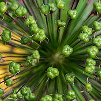 Buy canvas prints of Allium Seedhead by Brian Garner