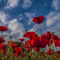 Buy canvas prints of  Poppies by David Charlton