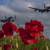 Buy canvas prints of  Lancaster Bombers over Poppy Field by David Charlton