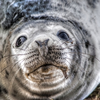 Buy canvas prints of  Grey Seal pup by David Charlton