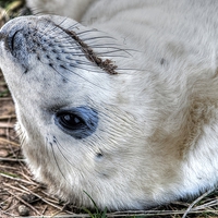 Buy canvas prints of Grey Seal pup by David Charlton