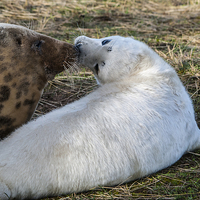 Buy canvas prints of  Grey seal mother and pup by David Charlton