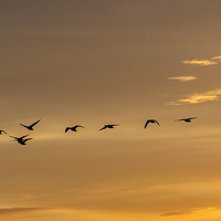 Buy canvas prints of  Flock at Sunset by David Charlton