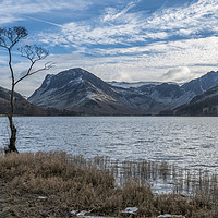 Buy canvas prints of   The Lone Tree , Buttermere by David Charlton