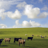 Buy canvas prints of  Cows in a field on a cloudy summers day by Mal Bray