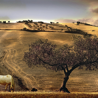 Buy canvas prints of  Rural Spain View by Mal Bray