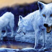 Buy canvas prints of  Arctic White Wolves by Mal Bray