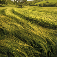 Buy canvas prints of  A Windy Day in the Wheat Field by Mal Bray