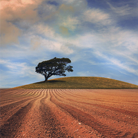 Buy canvas prints of  A solitary Tree on a hill near a Ploughed field by Mal Bray