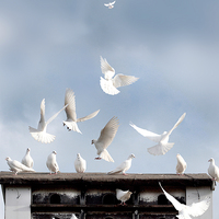 Buy canvas prints of  Doves Flocking Around a Dovecote by Mal Bray