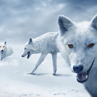 Buy canvas prints of  Arctic Wolves by Mal Bray