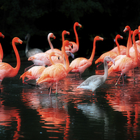 Buy canvas prints of  Flamingos Reflected by Mal Bray