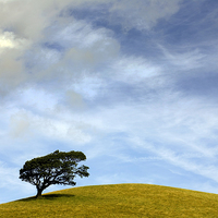 Buy canvas prints of  One Tree Hill by Mal Bray